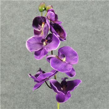 PHALAENOPSISx9 SPRAY 32" PURPLE