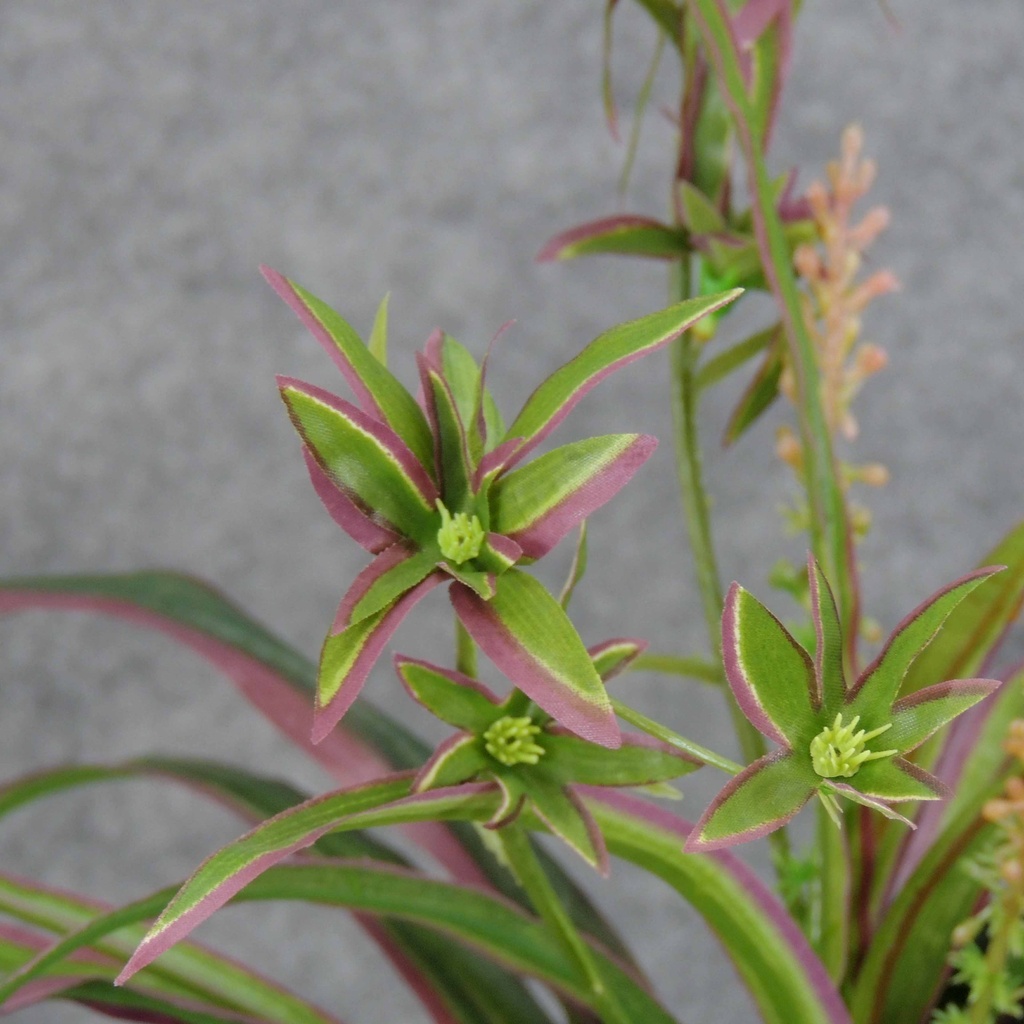 SPIDER PLANT BUSH X5 W/45 LVS