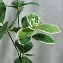 PITTSPORUM SPRAY X3 W/40 LVS (6/BAG)