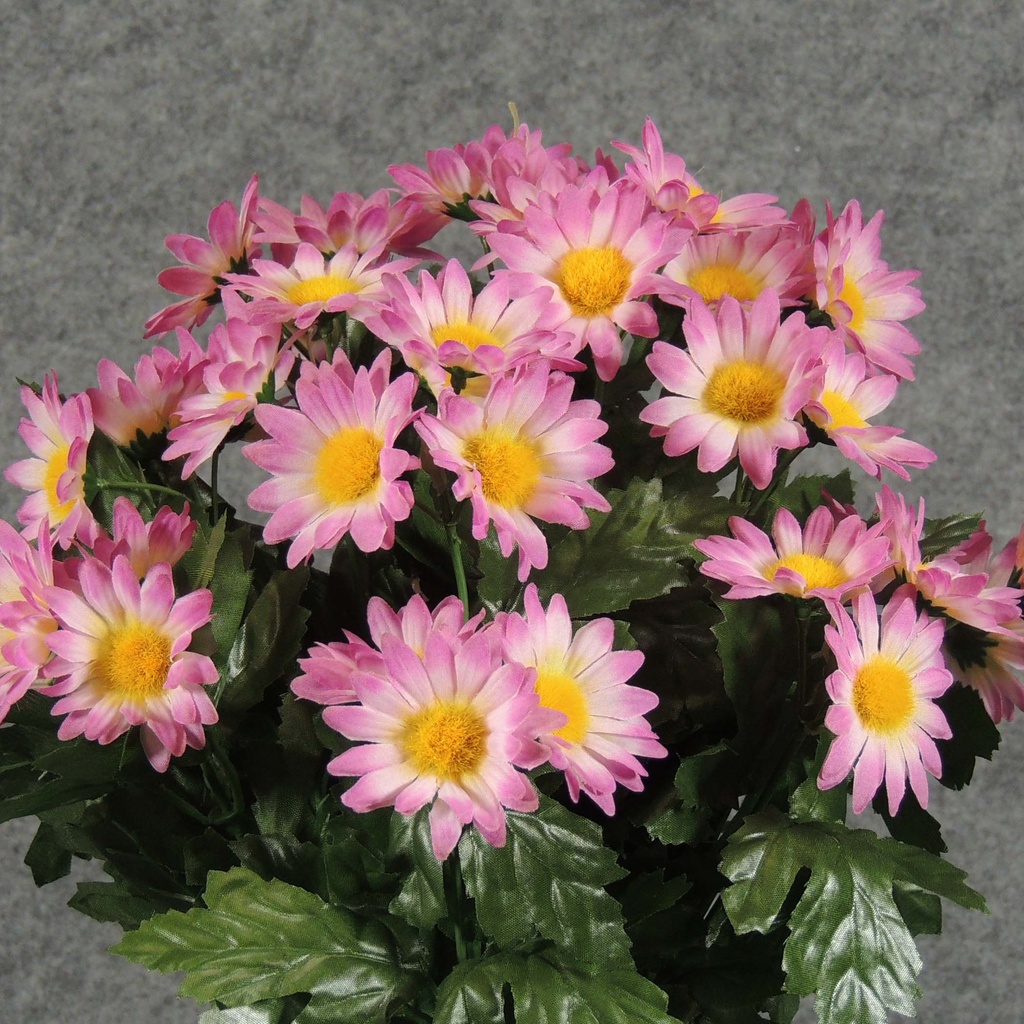 DAISY BUSH X14    PINK