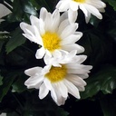 DAISY BUSH X14   WHITE