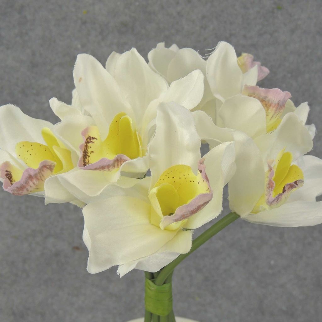 CYMBIDIUM ORCHID BOUQUET X7  CREAM