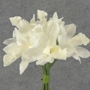 CYMBIDIUM ORCHID BOUQUET X7  WHITE