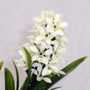 STAR FLOWER GRASS SPRAY 26" (6/BDL) CREAM