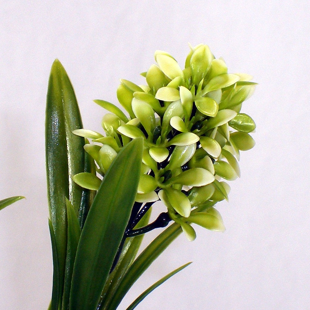 STAR FLOWER GRASS SPRAY 26" (6/BDL) GREEN