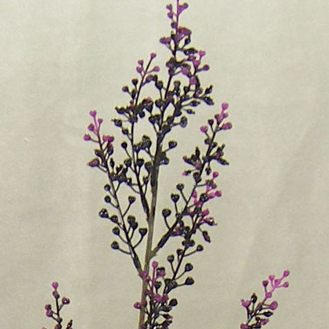SEEDED FLOWER SPRAY 30" (6/BDL)  PLUM