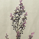 SEEDED FLOWER SPRAY 30" (6/BDL)  PLUM