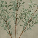 BOXWOOD   DUSTY GREEN (6/BDL)