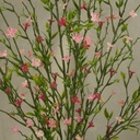 CROSS PLUM LEAF BUSH 23.5"  PINK