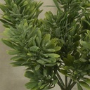 MATAI BUSH X7 9"  (4/BAG)  GREEN