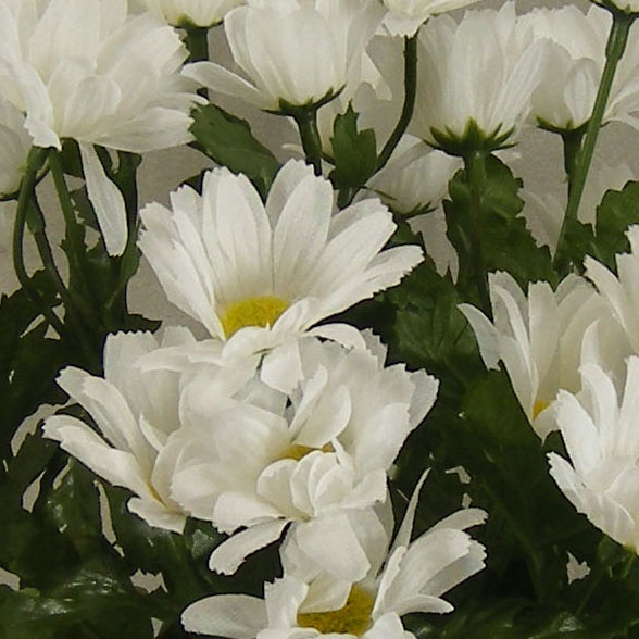 DAISY BUSH X9 15"  WHITE