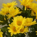 DAISY BUSH X9 15"  YELLOW