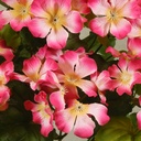 GERANIUM BUSH X7 18"  PINK