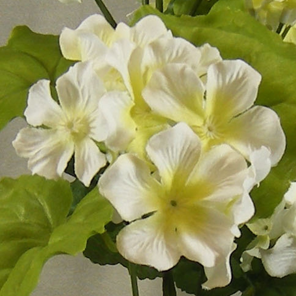 GERANIUM BUSH X7 18"  WHITE