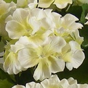 GERANIUM BUSH X14 20"  WHITE