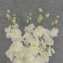 DELPHINIUM BUSH X5 23" W/BUDS  CREAM/WHITE