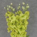 DELPHINIUM BUSH X5 23" W/BUDS  GREEN