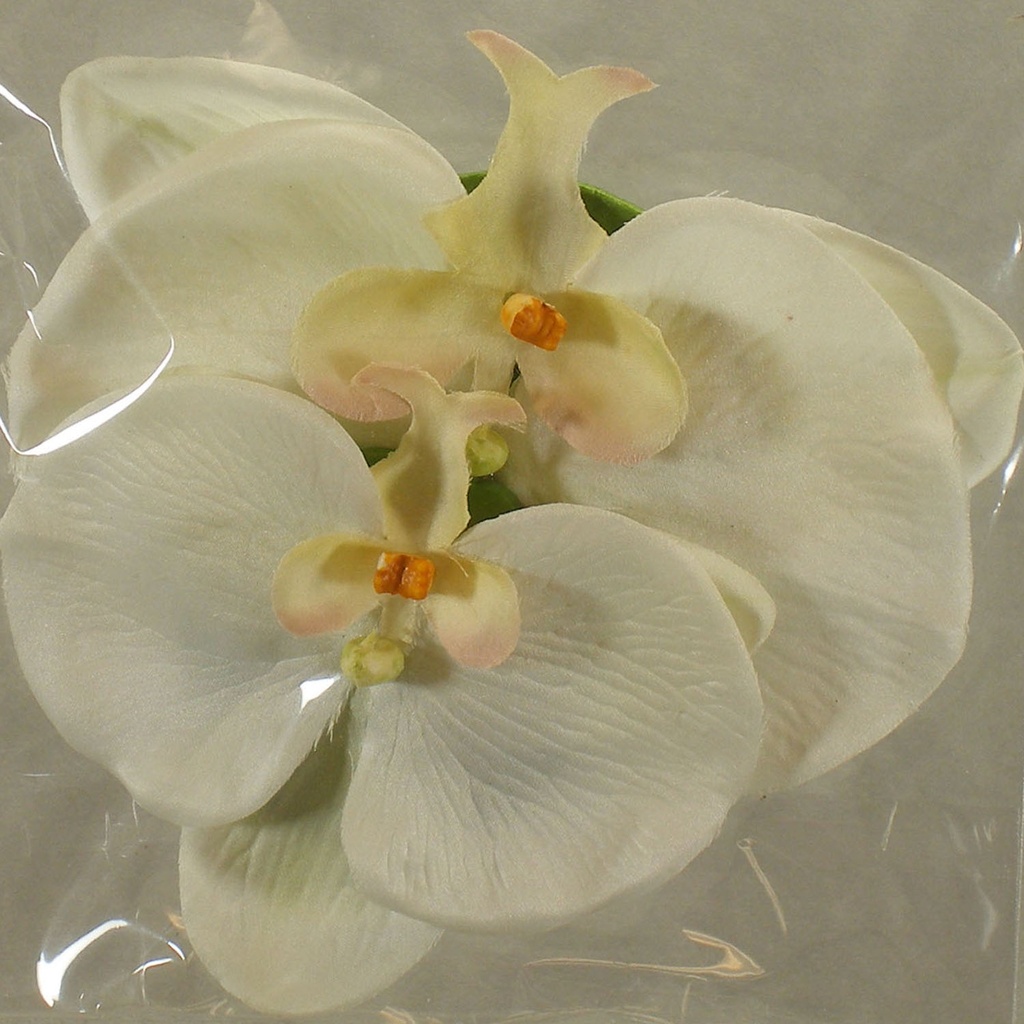 FLOATING PHALAENOPSIS BLOOMS (2/BAG)   CREAM