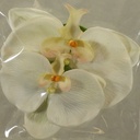 FLOATING PHALAENOPSIS BLOOMS (2/BAG)   CREAM