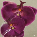 FLOATING PHALAENOPSIS BLOOMS (2/BAG)   PURPLE