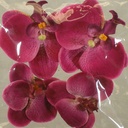 FLOATING PHALAENOPSIS BLOOMS (4/BAG)   BEAUTY
