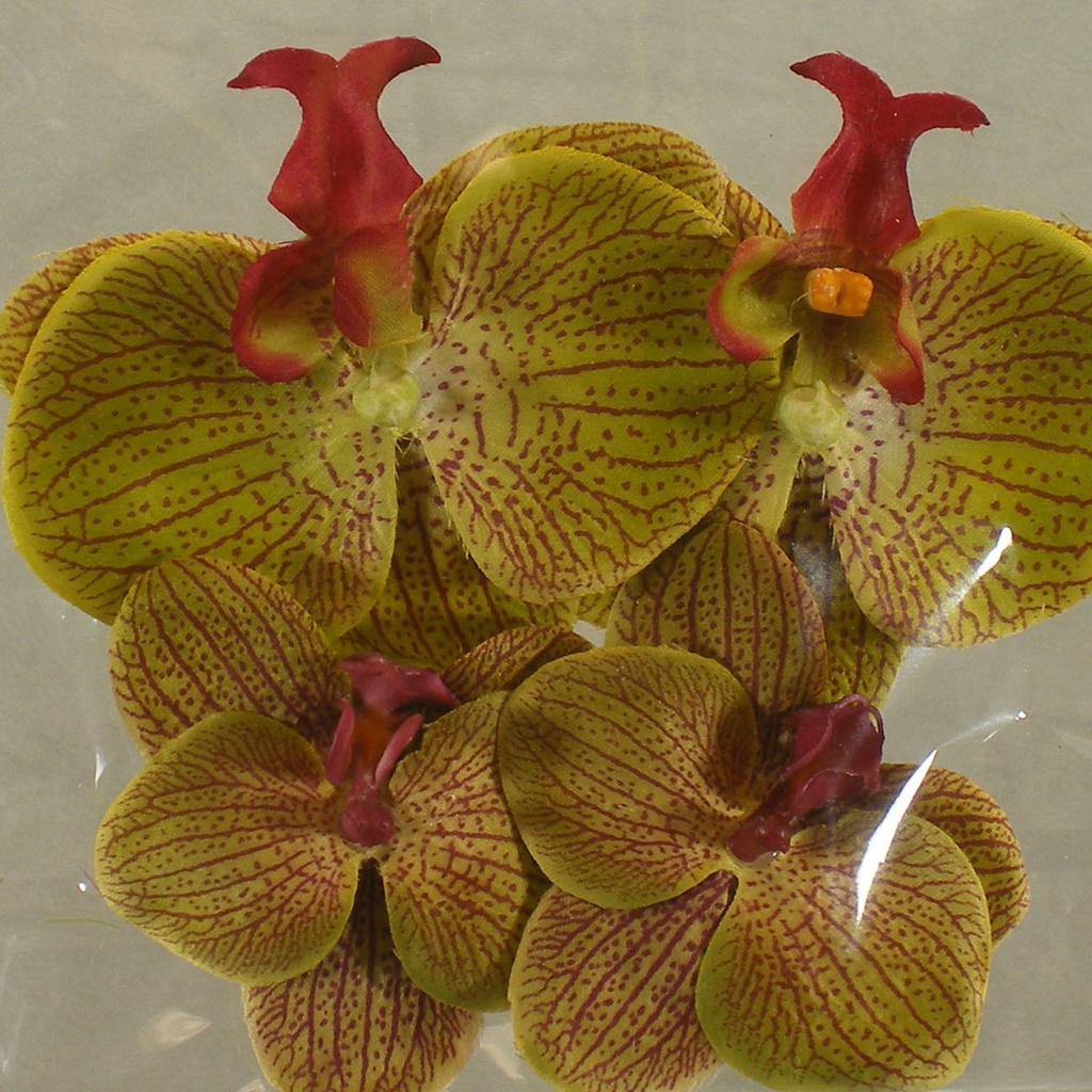 FLOATING PHALAENOPSIS BLOOMS (4/BAG)   GREEN