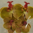 FLOATING PHALAENOPSIS BLOOMS (4/BAG)   GREEN