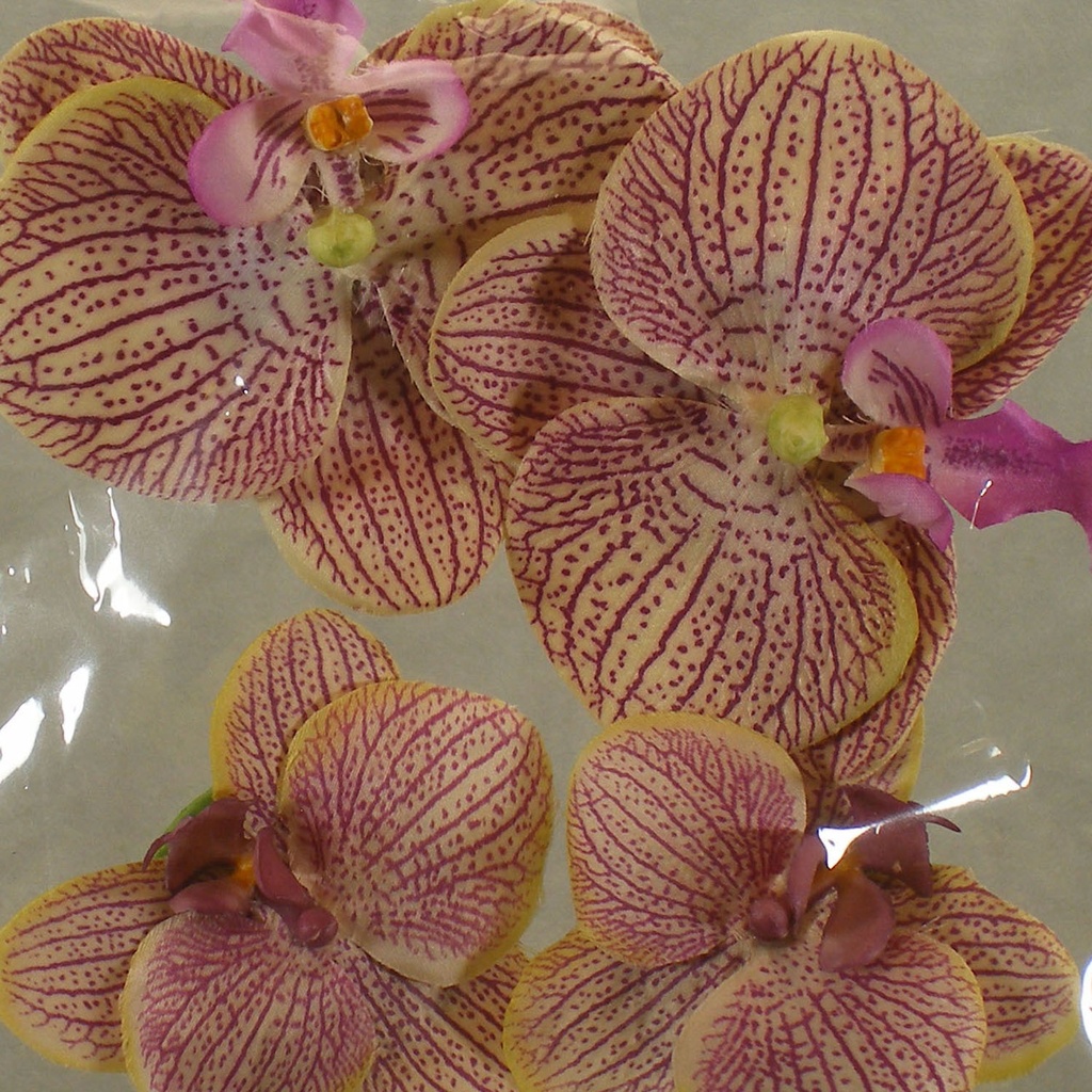 FLOATING PHALAENOPSIS BLOOMS (4/BAG)   LAVENDER