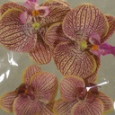 FLOATING PHALAENOPSIS BLOOMS (4/BAG)   LAVENDER