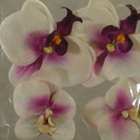 FLOATING PHALAENOPSIS BLOOMS (4/BAG)   WHITE