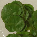 FLOATING LOTUS LEAVES (36/BAG)