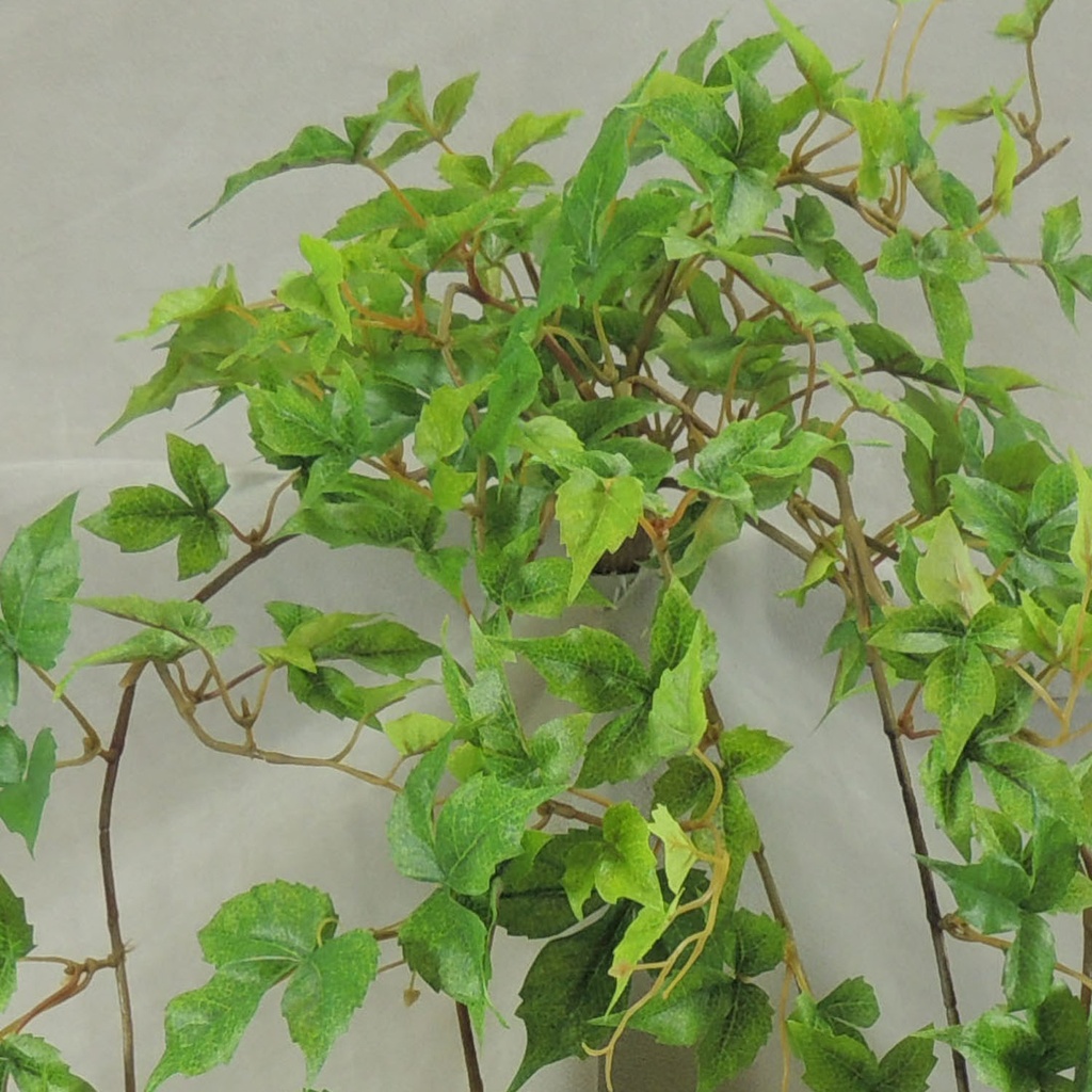 IVY MINI GRAPE HANGING BUSH W/241 LVS