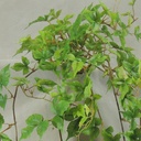 IVY MINI GRAPE HANGING BUSH W/241 LVS