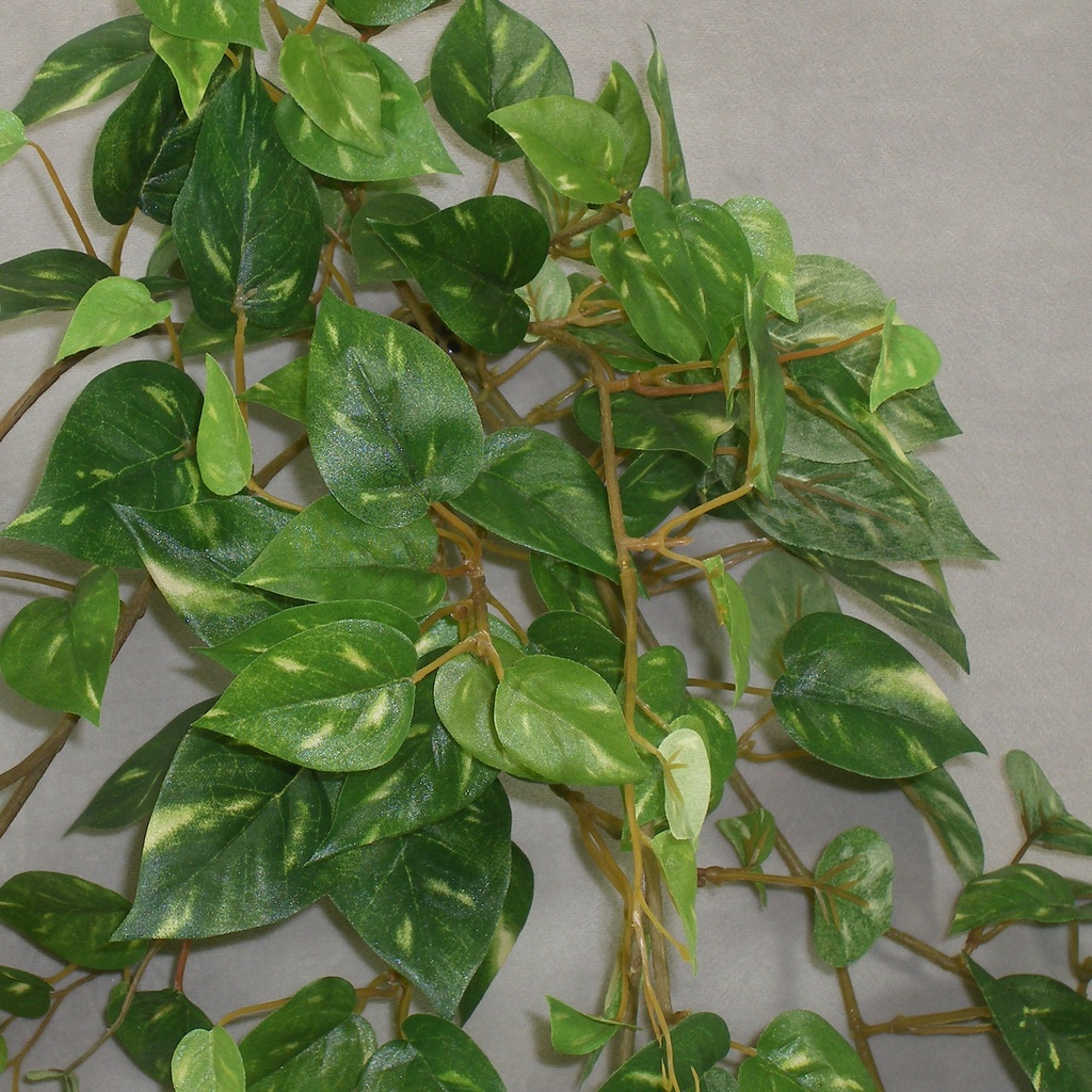 POTHOS MINI HANGING BUSH W/241 LVS