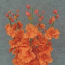 DELPHINIUM BUSH X5 23" W/BUDS  ORANGE