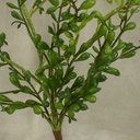 SENECIO VINE 17" PLASTIC