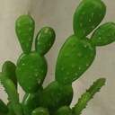 BEAUTERTIA SPRAY 8.5&quot; PLASTIC