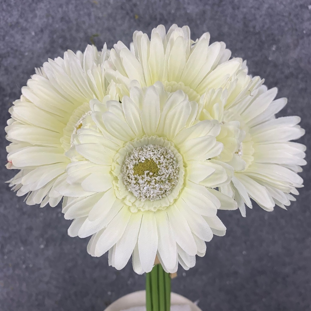 GERBERA DAISY BOUQUET X9 10.5"  CREAM/WHITE