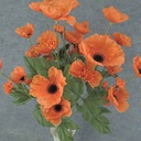 POPPY BUSH X11 23" 2.5/.5" dia  ORANGE