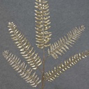 FERN SPRAY METAL/GLIT 34" X5  CHAMPAGNE