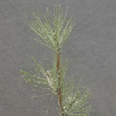 PINE SNOWY SPRAY 19" X3 SHORT NEEDLES