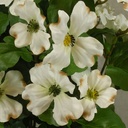 DOGWOOD BUSH X15 16"