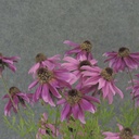 BLACK EYED SUSAN BUSH X6 22"  PINK/FUCHSIA