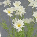 DAISY BUSH X6 22" 2.25"dia  WHITE