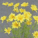 DAISY BUSH X6 22" 2.25"dia  YELLOW