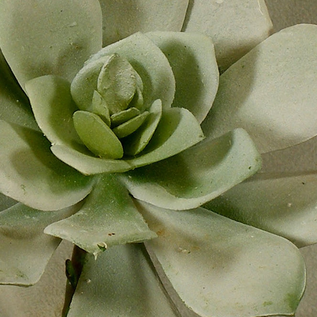 SUCCULENT (HEN&CHICKEN)5" PICK
