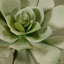 SUCCULENT (HEN&CHICKEN)5" PICK