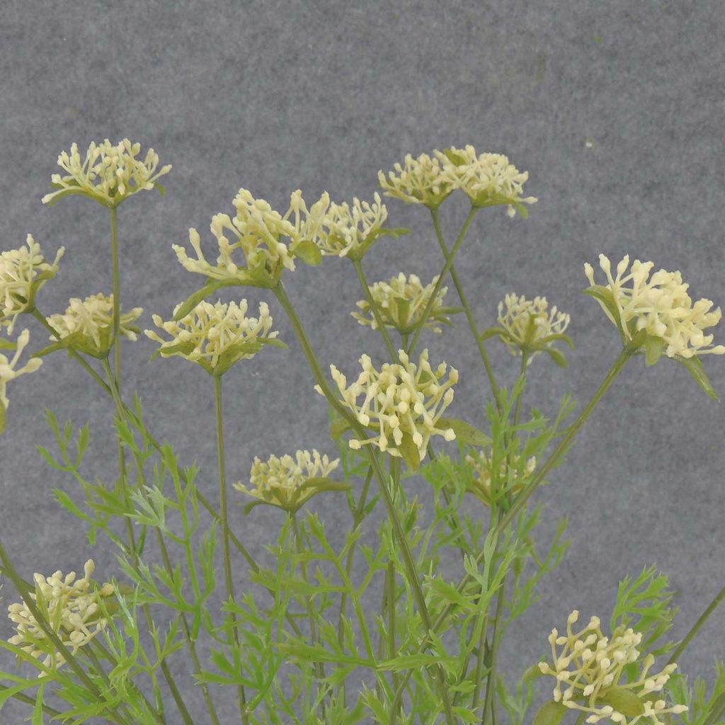 YARROW BUSH X6 22" PLASTIC  CREAM