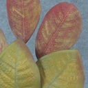 LEAF SPRAY X5 19.5" RED/GREEN W/GOLD SHIMMER