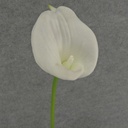 CALLA LILY LARGE    STEM 22"